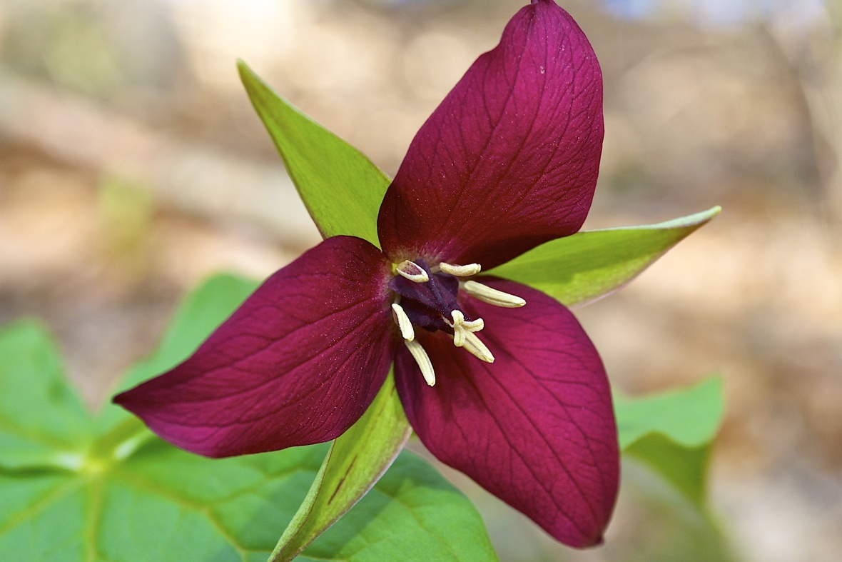 Purple Trillium Blooms at Last - Version 2