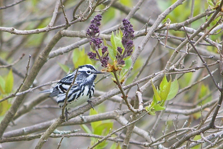 Black and White Warbler 1.5 MP