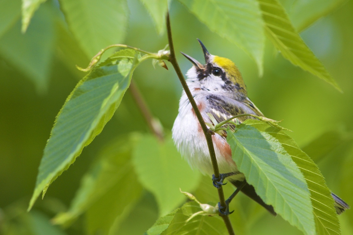 A Warbling Warbler