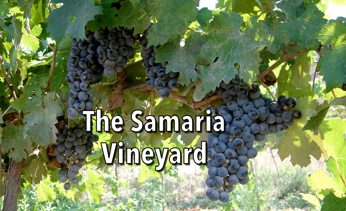 Watch the Samaria Vineyard Come to Life!