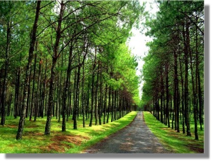 camino
