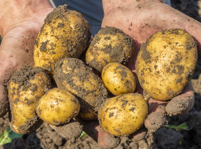 The Wrong Remedy! Agrohomeopathy Q&A Rheumatoid Arthritis Help