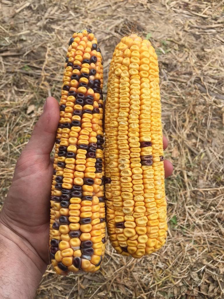 What is the Xenia effect in corn? Ohio Ag Net Ohio's Country Journal