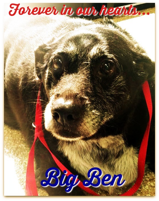 2nd Chance Dog Rescue Newzletter December 2016