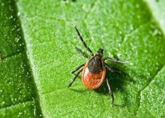 Evidence Base | Homeopathy & Scarlet Fever | Gonorrhoea | Malaria