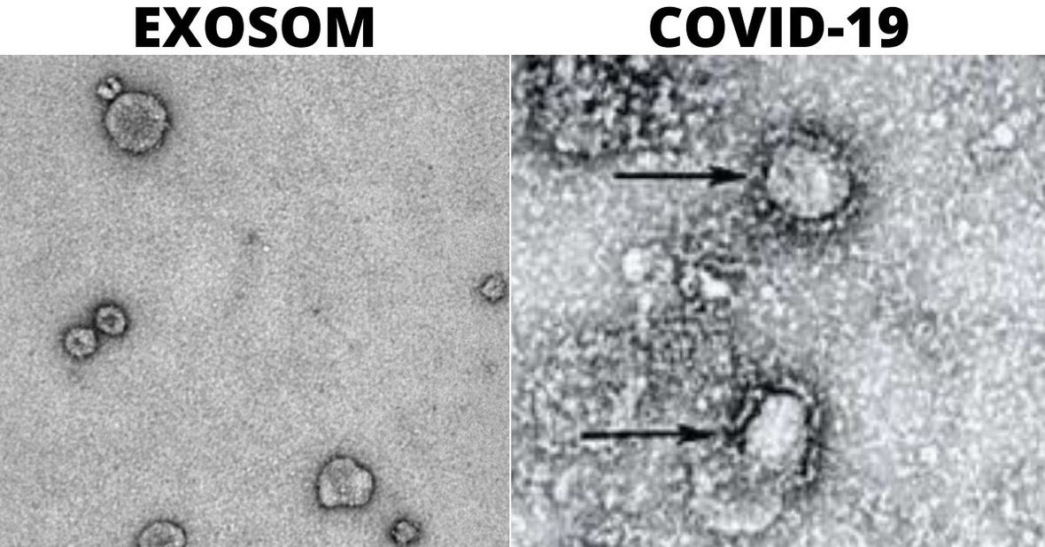 LEGITIM Newsletter (13.6. 2020)