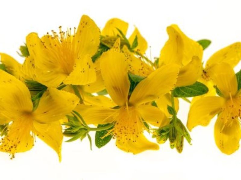 hypericum for dogs
