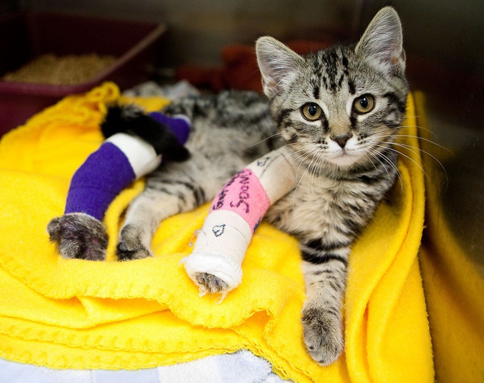 Got Pet Insurance Yet?