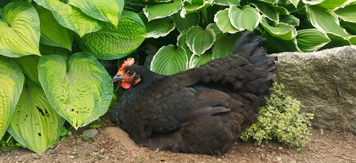 Top Tips to Keep your Chickens Cool this Summer