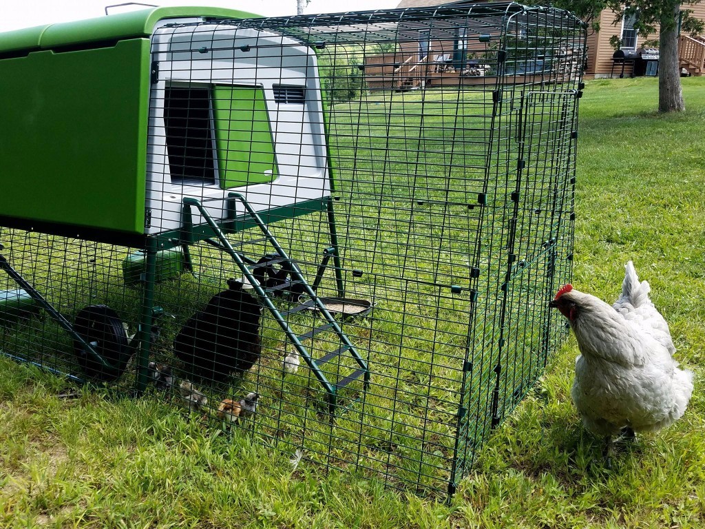 FLASH SALE! Save 15 on Eglu Cubes and Walk In Runs for a Limited Time Only