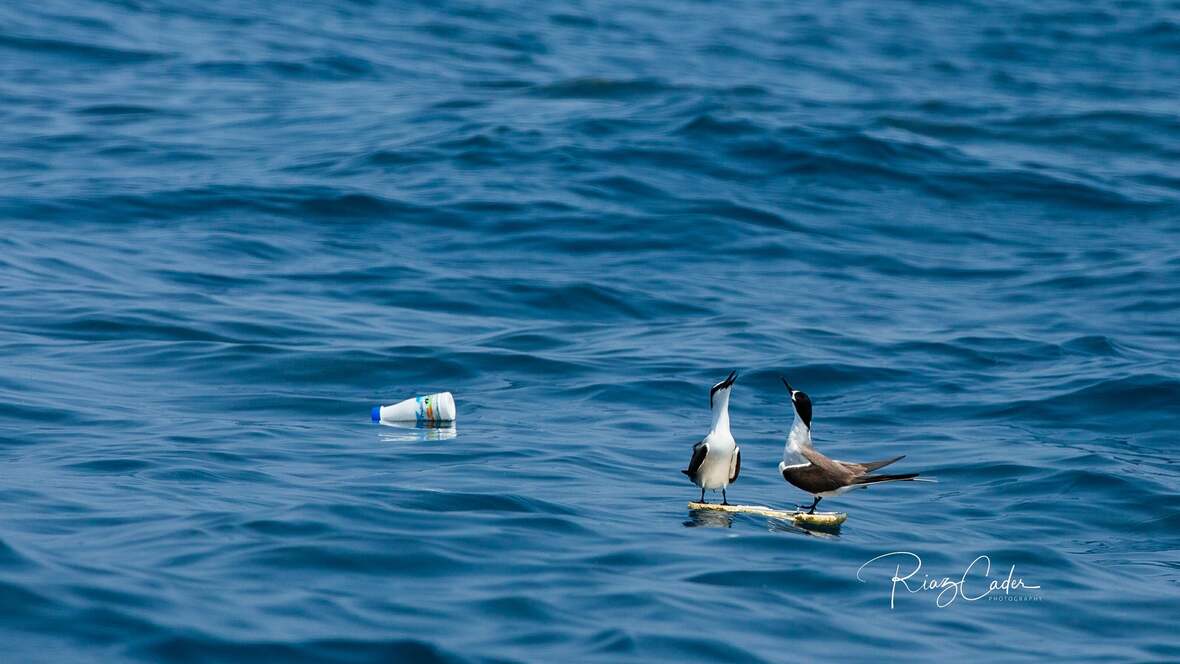 Please vote for our Marine Resource-Conservation Initiative
