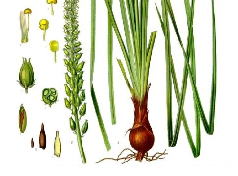 Remedy Sabadilla (Sabad.) Orthodontic Study Remedies and Hair