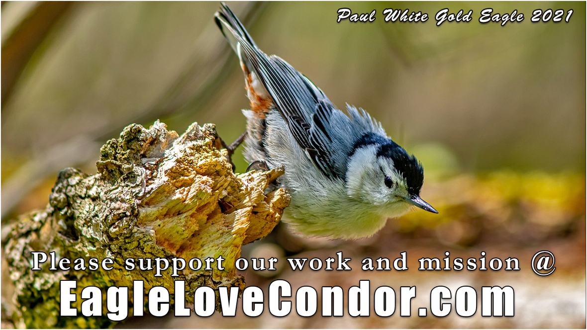 Pájaro-belleza-prima