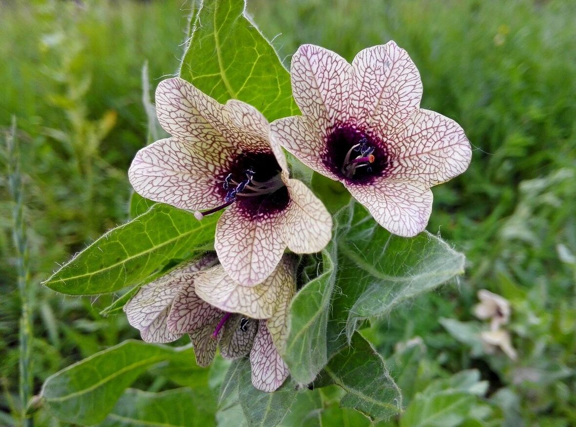 Audit 829 Homeopathy Patients I Airport XRays and Remedies Homeopathy for Chalazion