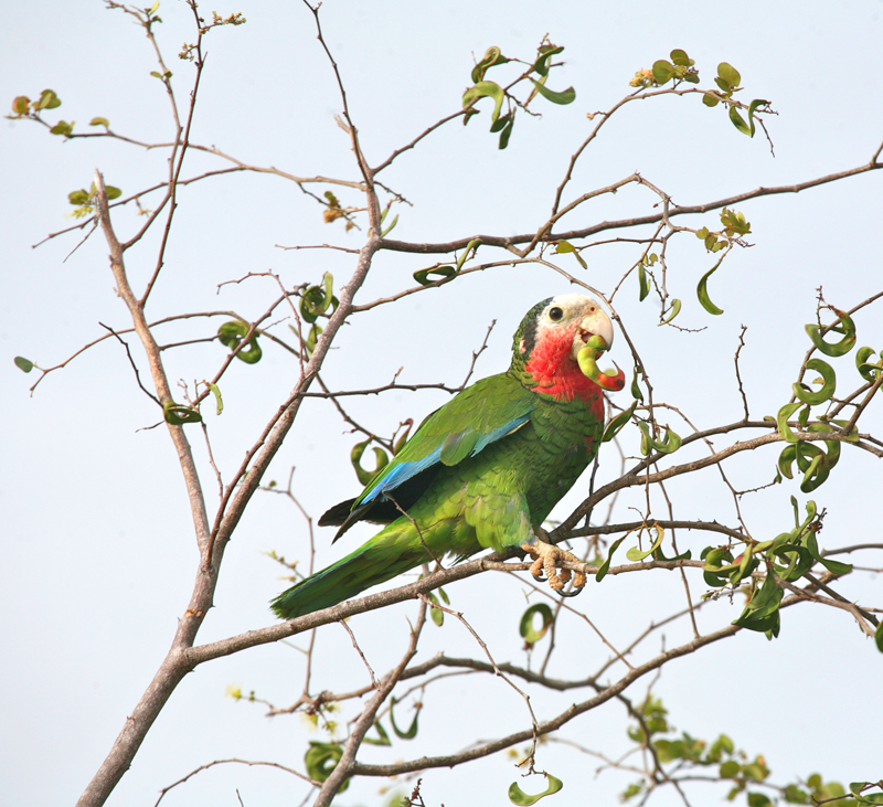 Patricia-Vazquez-Bahama-Parrot-DD