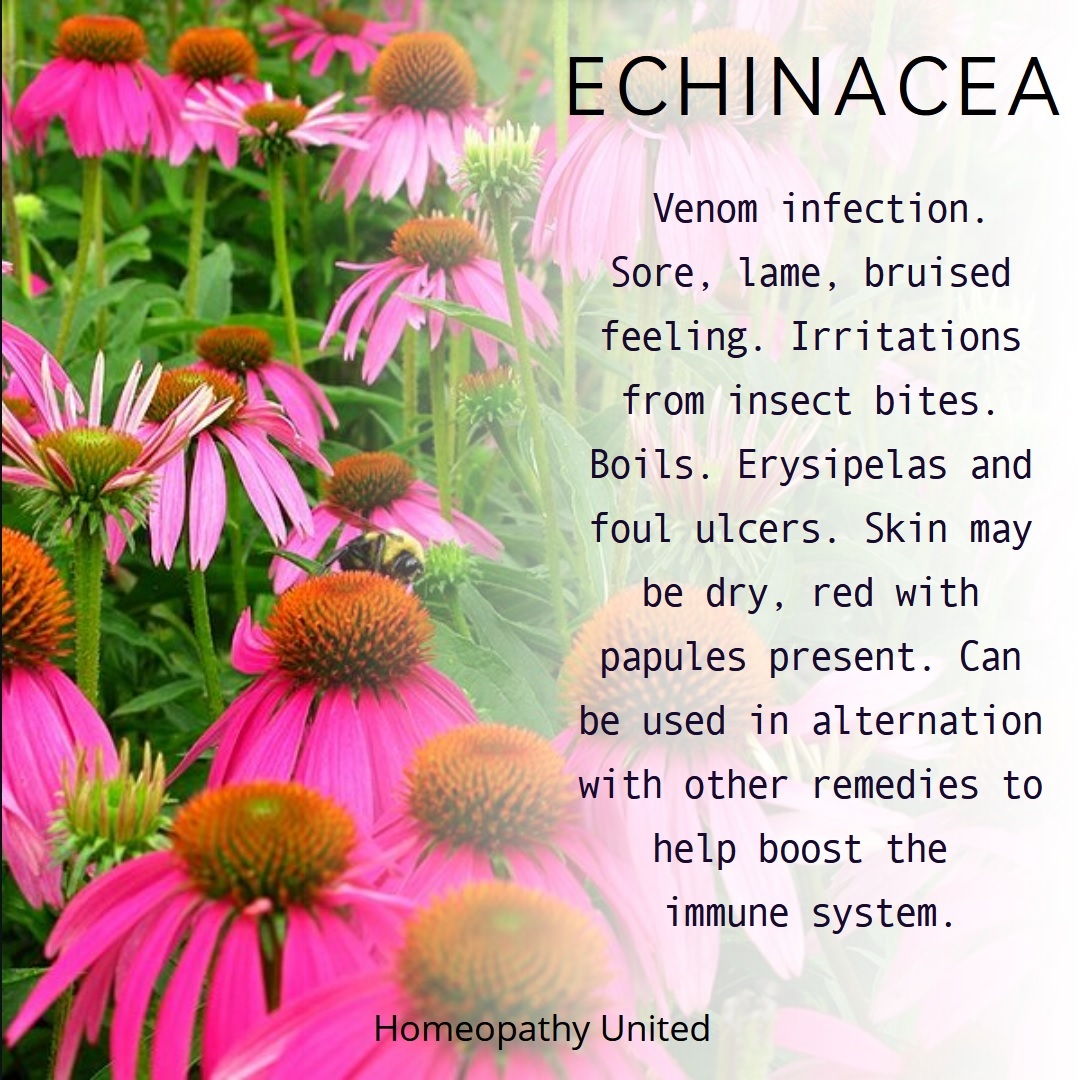 Homeopathy United Remedies for Bug Bites