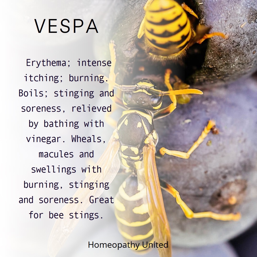 Homeopathy United Remedies for Bug Bites