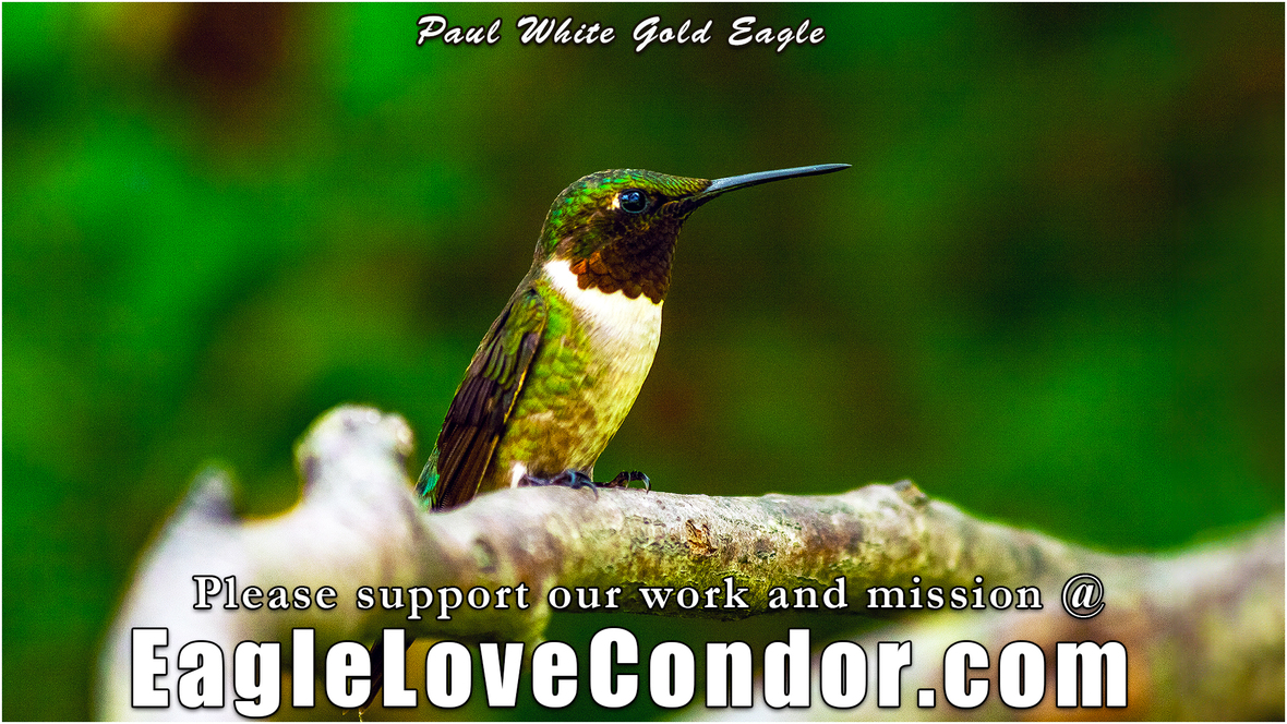 Ruby-Throated-Hummingbird-at-Sandy-Ridge