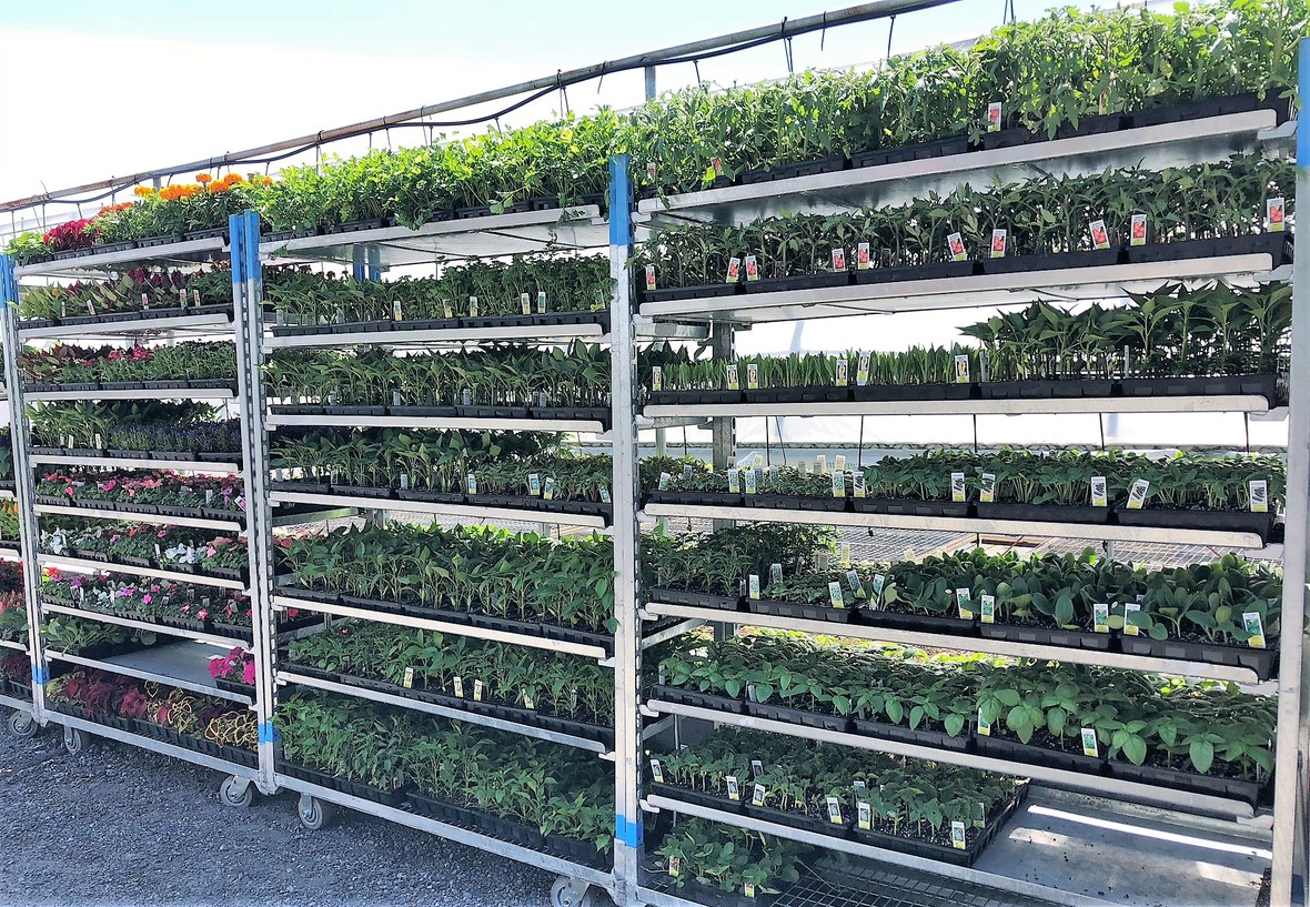 Lovely Memorial Day Flowers