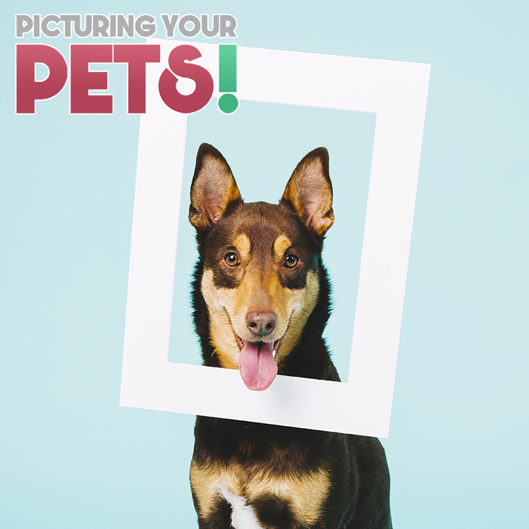 Picturing Your Pets! /// Tips for Awesome Pictures of Your Pets!