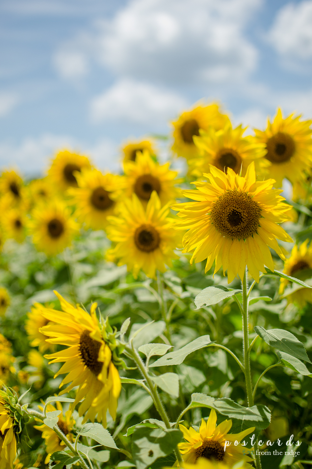 Free Printable, Virtual Field trip to a Sunflower Field, plus a Peach