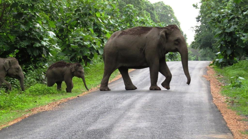 Elephant crossing road
