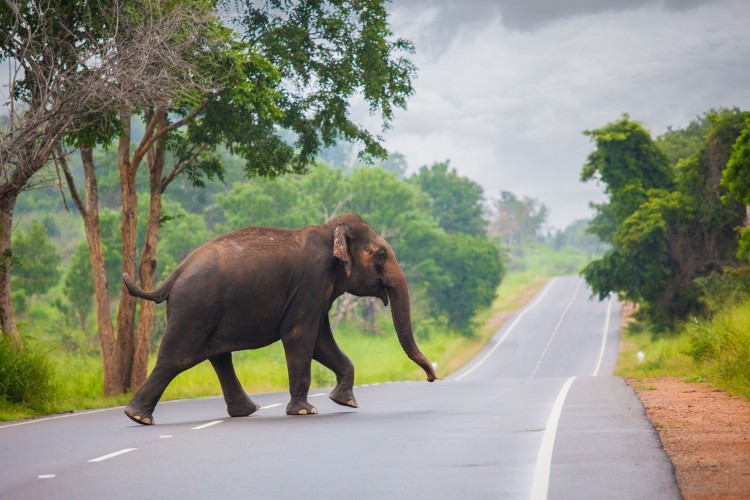 Sri-Lanka-island-on-the-rise-e1433847385380