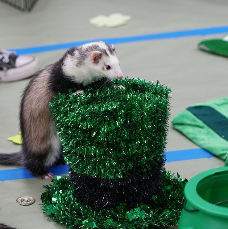 Mile High Ferret Club Ferret Dreams Rescue Newsletter April 2019