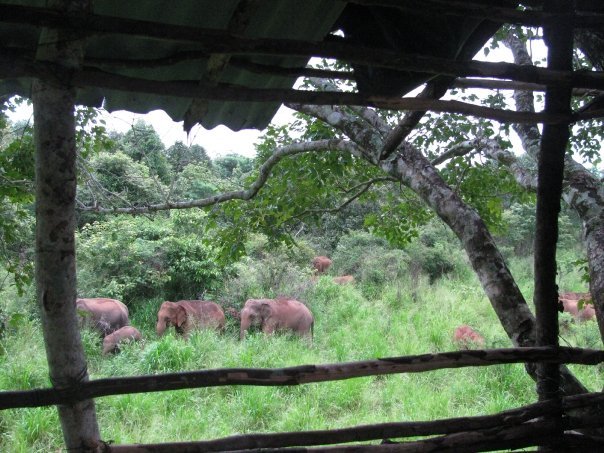 01. SLWCS Elephant Corridor Tree Hut