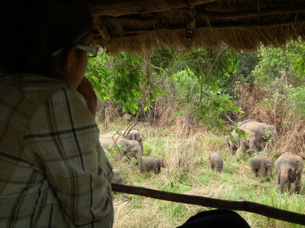 03. SLWCS Elephant Corridor Tree Hut