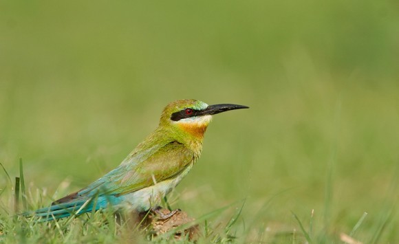 Blue-tailed-Bee-eater GL IMG 1276-580x386