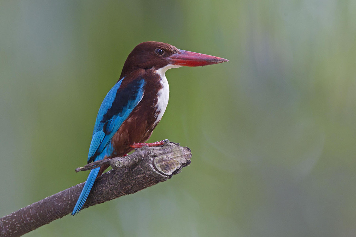 white-throated-kingfisher alanng