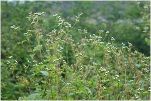 Chick Weed Ageratum conyzoides 