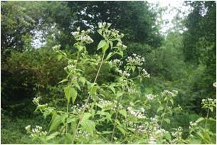 Siam Weed Chromolaena odorata 