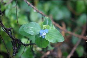 Benghal Dayflower Commelina benghalensis 