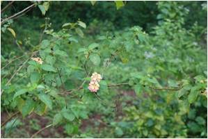 Wild-Sage Lantana camara 