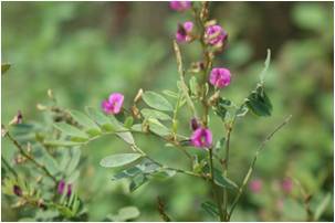 Wild Indigo Tephrosia purpurea 