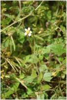 Coat Buttons Tridax procumbens 