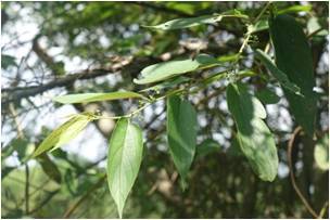 Charcoal Tree Trema orientalis 