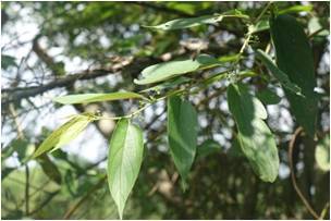 Charcoal Tree Trema orientalis 