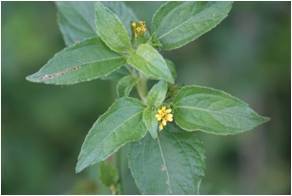 Nodeweed Synedrella nodiflora 