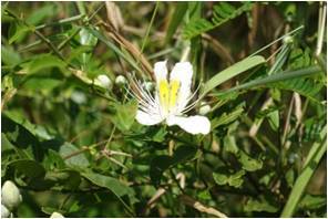 Ceylon Caper Capparis zeylanica 