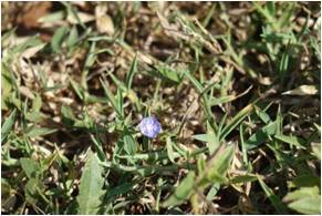 Dwarf Morning Glory Evolvulus alsinoides 