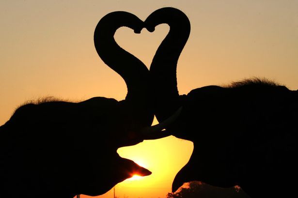 Two elephants create heart shape with their trunks while the sun sets in the background at an elephant camp in the former Thai kingdom of Ayutthaya