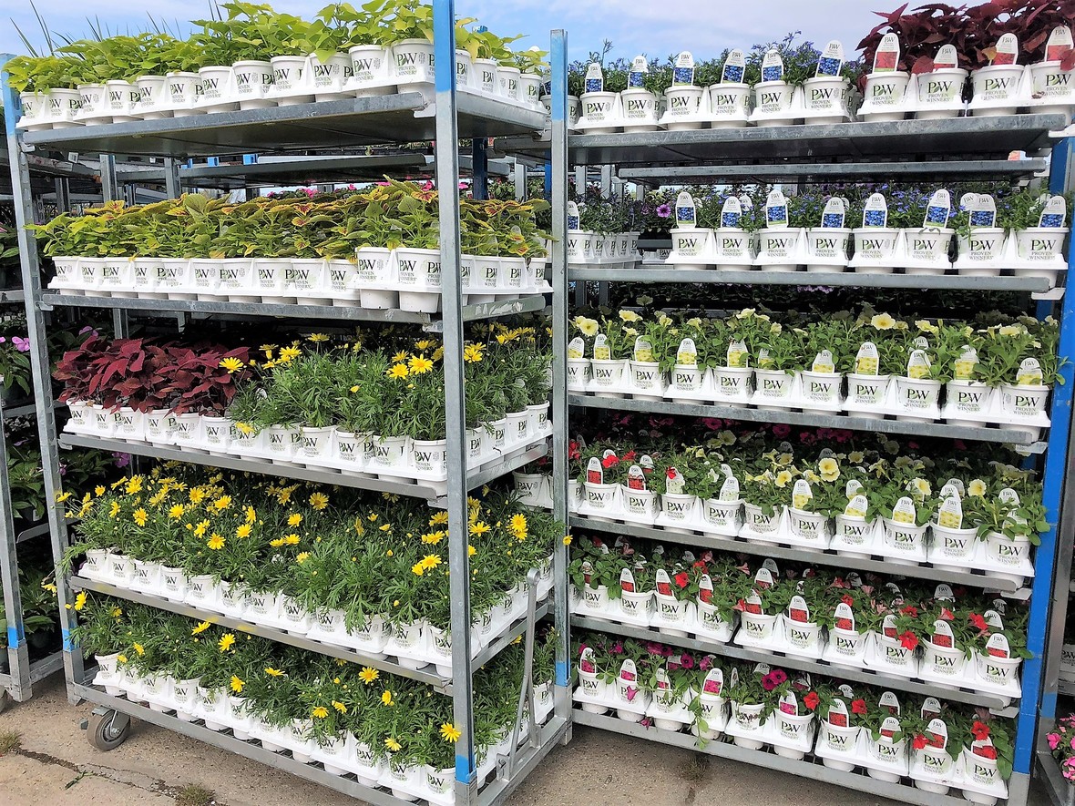 Amazing Selection at Klein Greenhouse