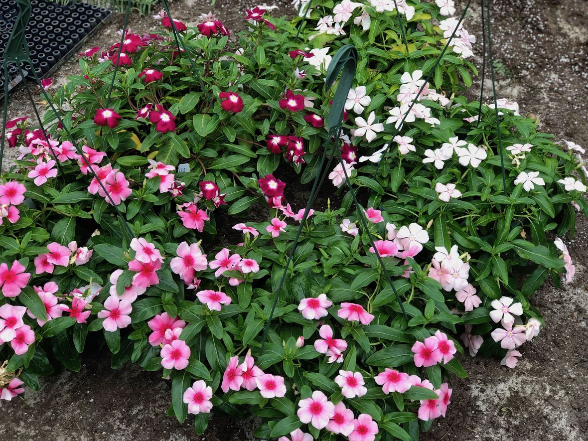 New Discounts for 2nd week of May Madness!