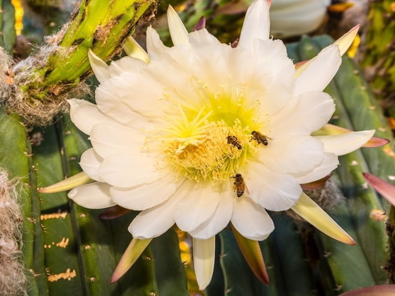 Cactus grandiflorus (Cact.) 'Kissing Tonsils' and Barc Easy