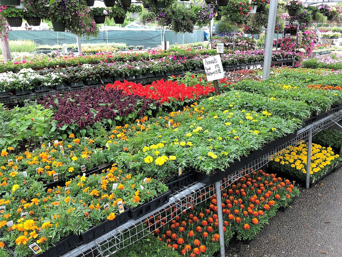 Amazing Selections at Klein Greenhouse