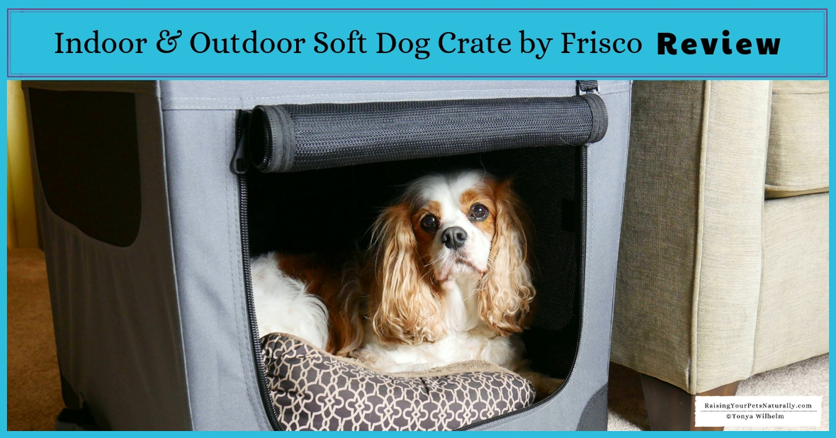 4 fun things to do with your dog on leash, car travel crate review