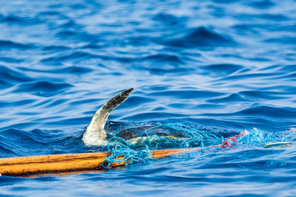 02. Sea Turtles Entangled in Fishing Nets Riaz Cader